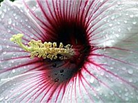 Kopper king hibiscus