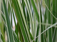 Overdam Feather reed grass