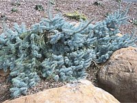Prostrate blue spruce