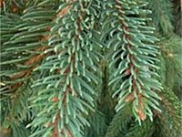 Blue ox weeping norway spruce